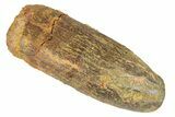 Fossil Sauropod Dinosaur (Titanosaur) Tooth - Morocco #248859-1